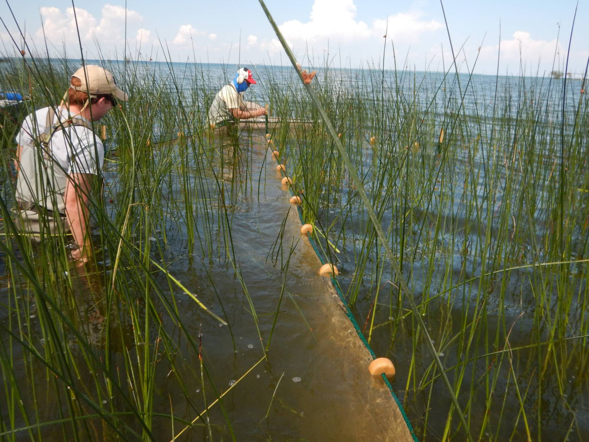 Technicians install a fyke net among a reed bed.